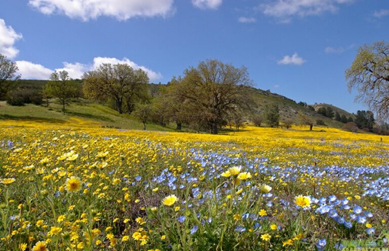 The beauty of spring in blooms