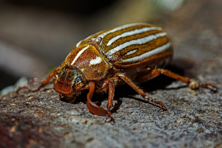 Ten-lined June Beetle - Photographer:  Brian Sak Photography