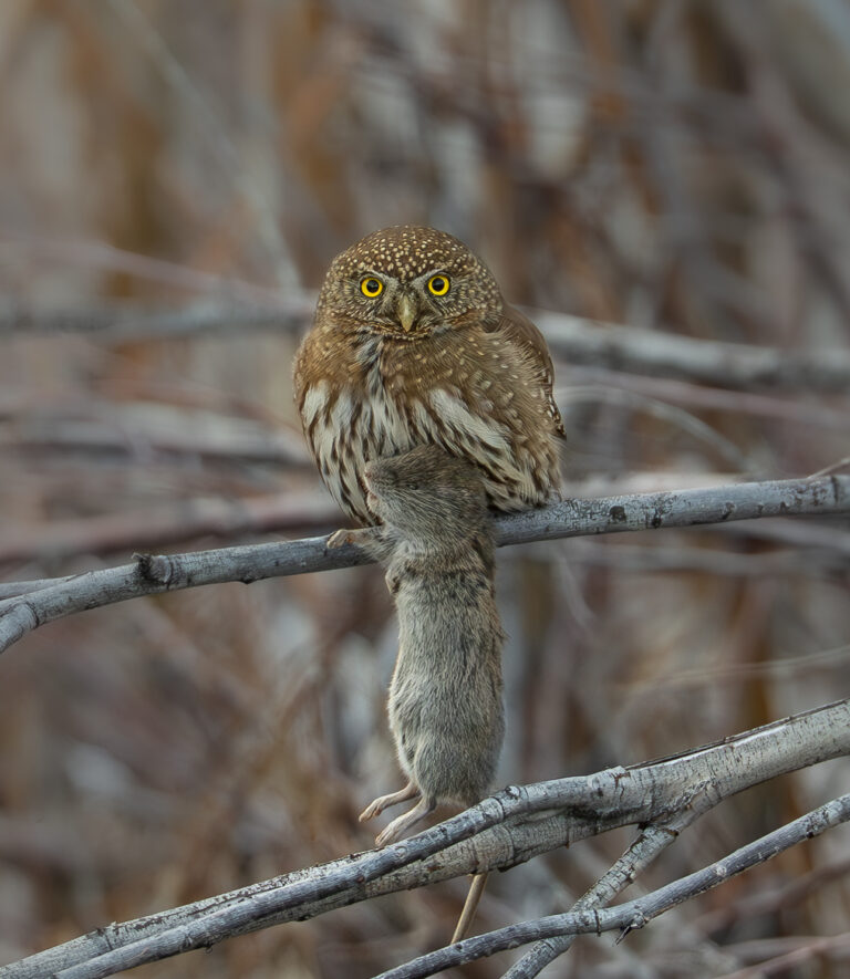 Northern Pygmy Owl & Wood Rat - Photographer:  Dan Stevens