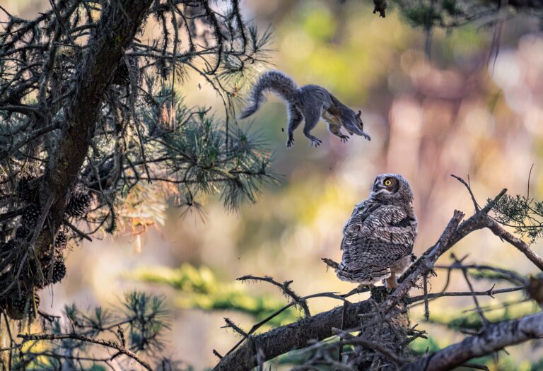 Great Horned Owl  Squirrel  - Photographer: Kevin Lohman Photography