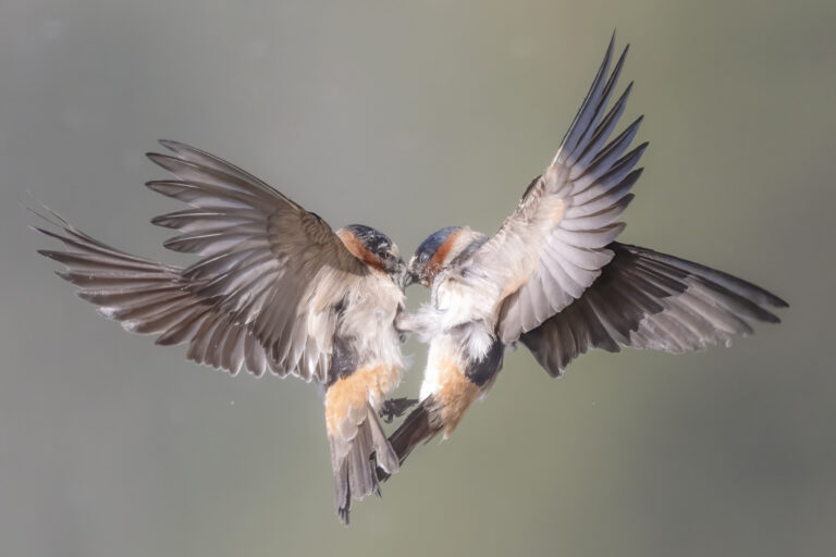 Cliff Swallows - Photographer: Lee Greengrass