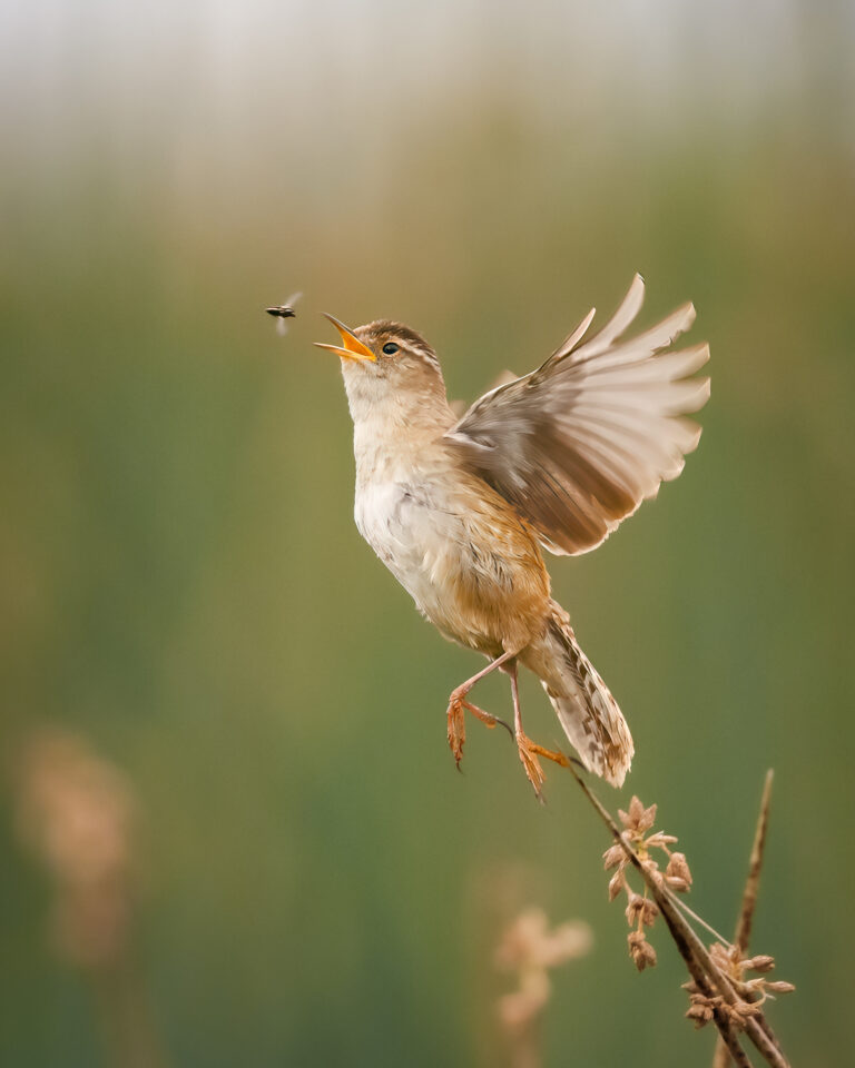 Marsh Wren leaping to catch its dinner, Yolo Bypass Wildlife Area. Credit: Michael Hodgson Photography