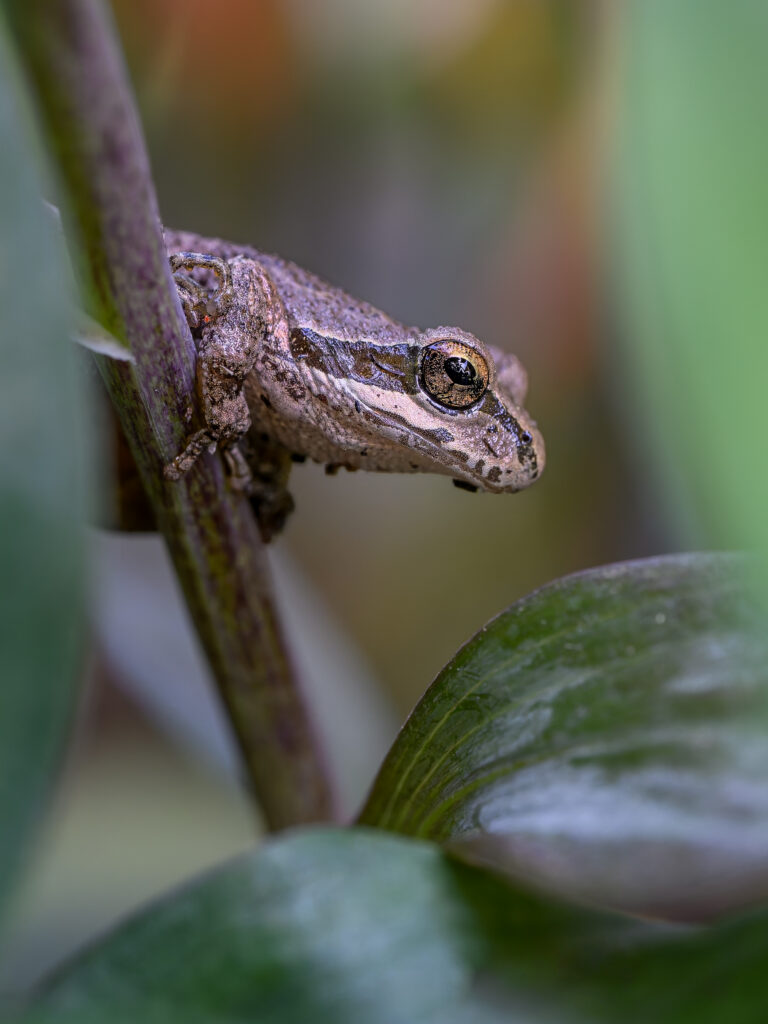 Pacific Chorus Tree Frogs are 1-2 inches long  Credit: Neely Dunlap