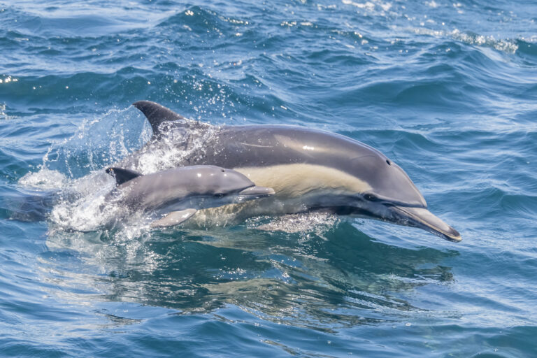 A common dolphin & her newborn  Credit:  Douglas Croft Photography