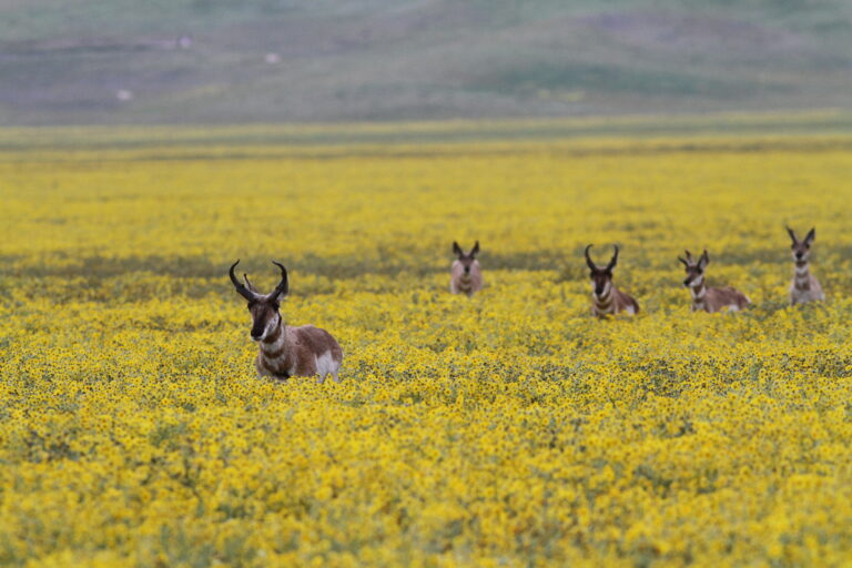 Pronghorn in a sea of wildflowers