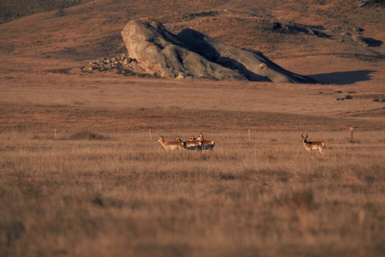 A small band of pronghorn enjoys the morning in front of Painted Rock on the Carrizo Plain National Monument.
