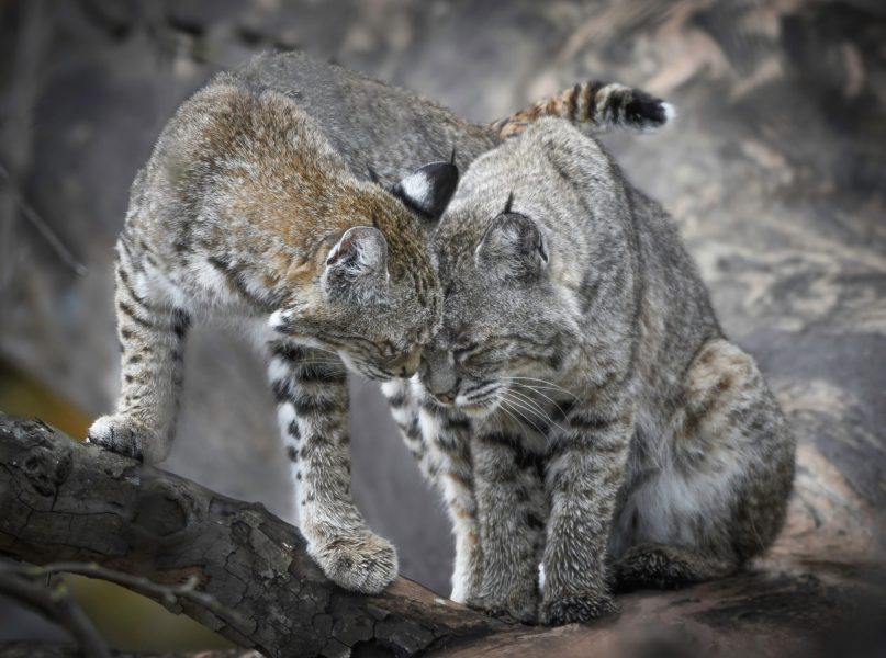 Eight-month old bobcat (Lynx rufus) head-butts her mother, Alameda County. Credit: Sue Crow Griffin
