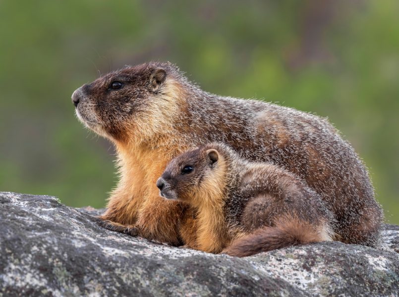 Yellow-bellied Marmots, Yosemite National Park Credit: Vishal Subramanyan