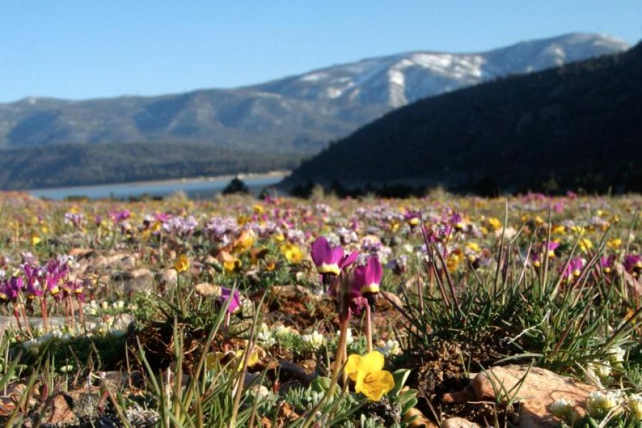Wildflowers bloom April-May. This rare habitat is only found in Big Bear.