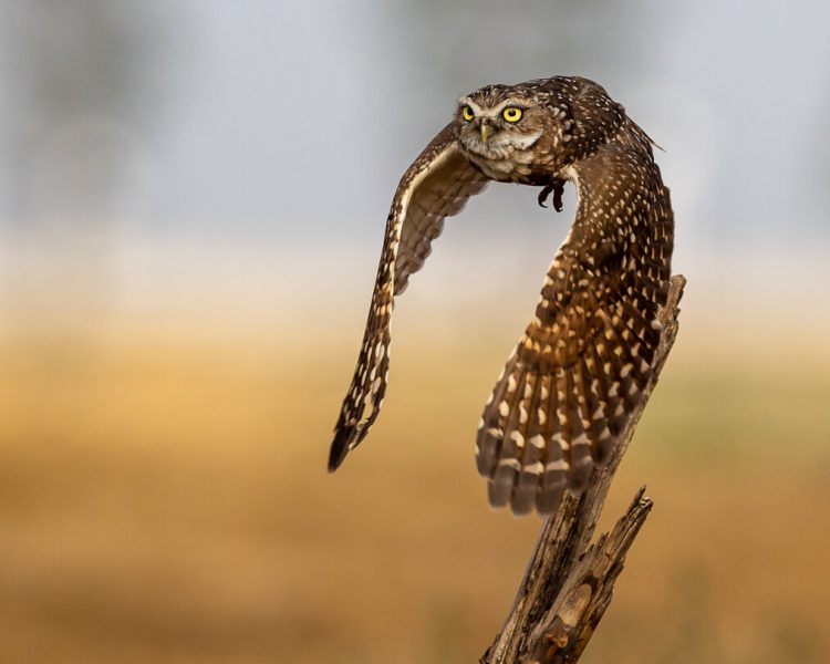 Burrowing owl in flight