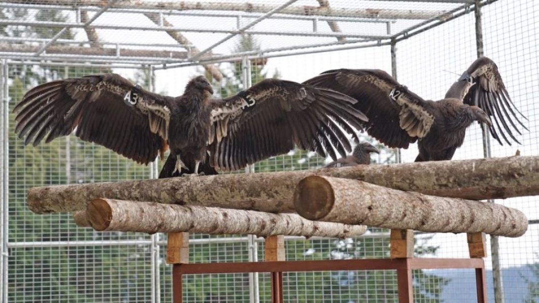 Newly arrived juvenile condors spread their wings at the Northern California Condor Release and Management Facility in the Redwood National Forest. The Yurok Tribe has been working on reintroducing the birds to the region for 14 years and reached a milestone with the arrival of the four juveniles on Monday.