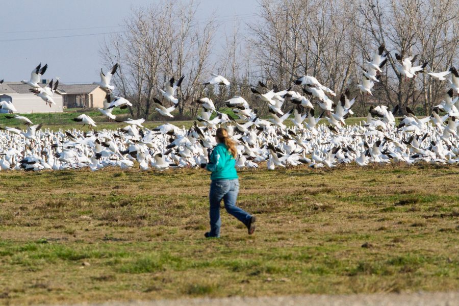 A girl is sent out to scare up geese when an impatient photographer can't wait for a natural blast off. ©Donald Quintana