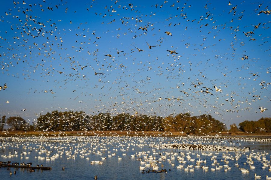 large flock of birds taking off from lake