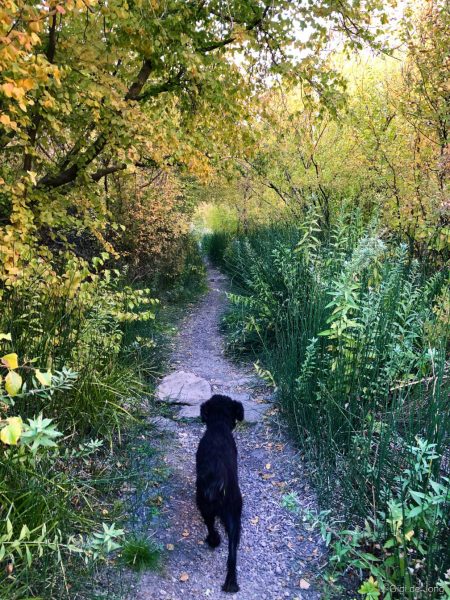 Hike Lower Rock Creek trail with your pup