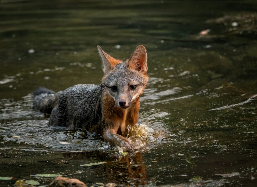 Photographer: Michele Dodge - Gray Fox Near Placerville F8.0, 1/1250, ISO 1250