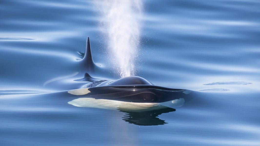 Photographer: Douglas Croft Images - Transient Orca "Louise" bending water on Monterey Bay  Nikon D500, Tamron 18-400, 1/2500, ISO 500, f6